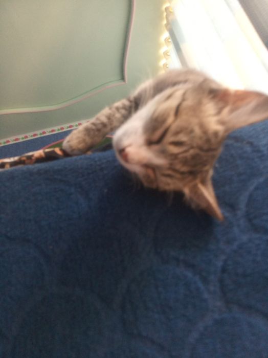 Mushuk ismi momuqvoy