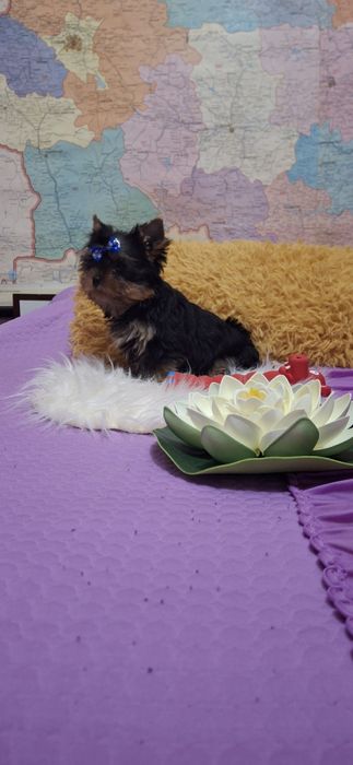 Йоркширски териер.Йорки