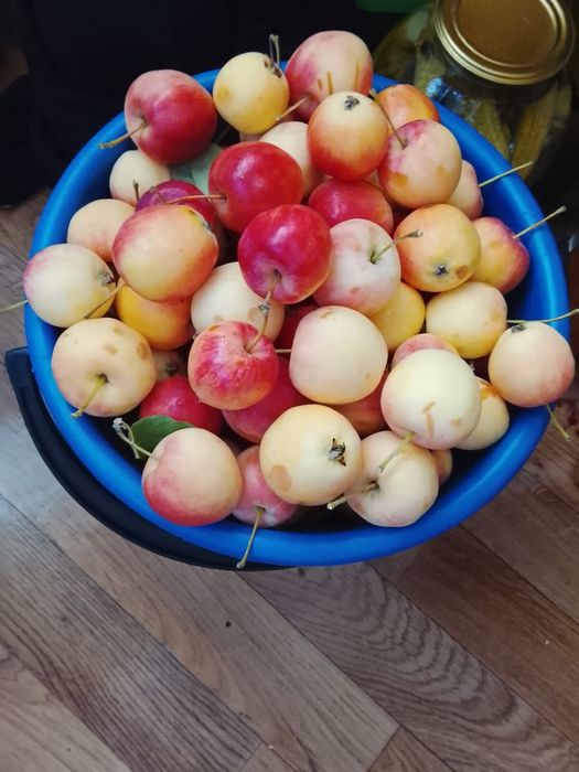 Продам яблоки уралка