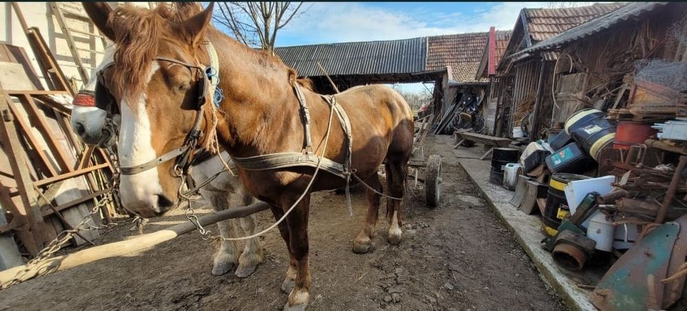 Vând Armăsar șarg