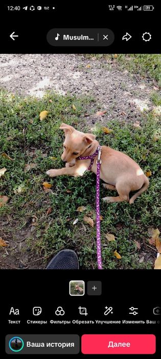 Сабачка Оситина!