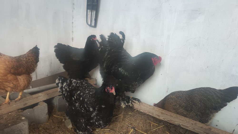 Брама сатыладыыы