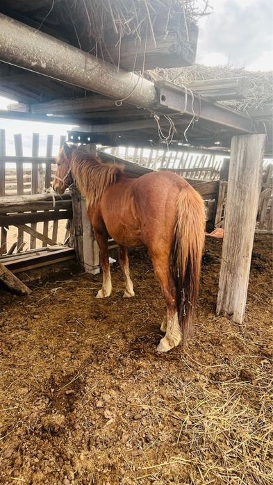 Айғыр сатамын 10 жасар