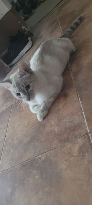 Одам котят новорождённых