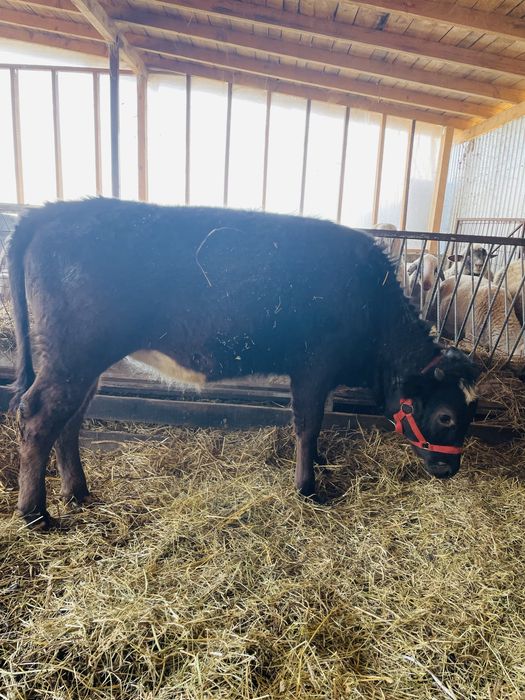 Vand 2 vitele de 6 si 8 luni