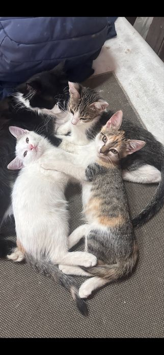 Котята в добрые руки.