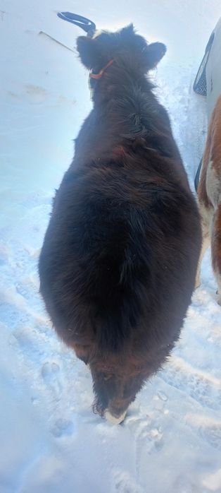 Торпак 10 айлык 420000