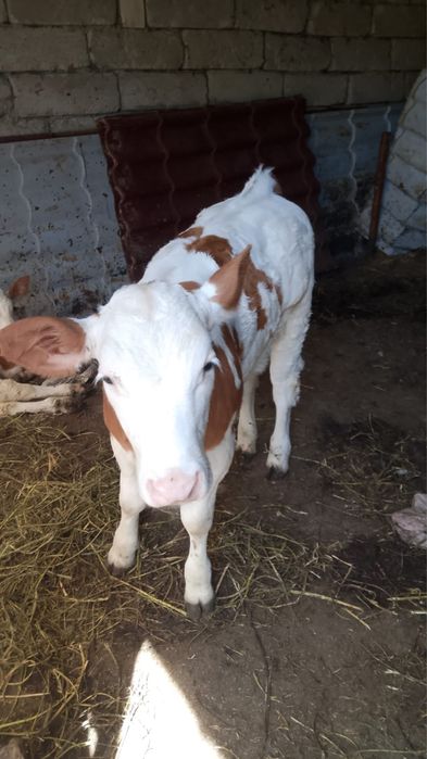 un bou balțat și o vițea belgian de vanzare