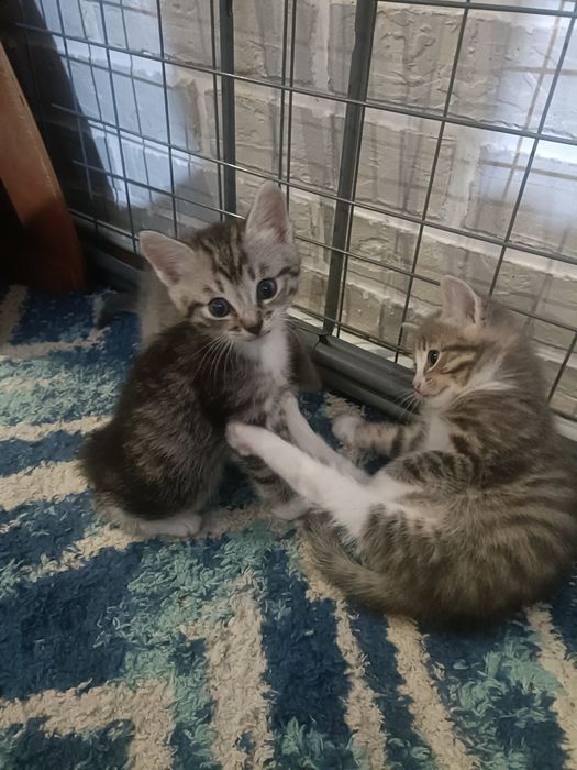 Отдам котят полу британцы в добрые руки