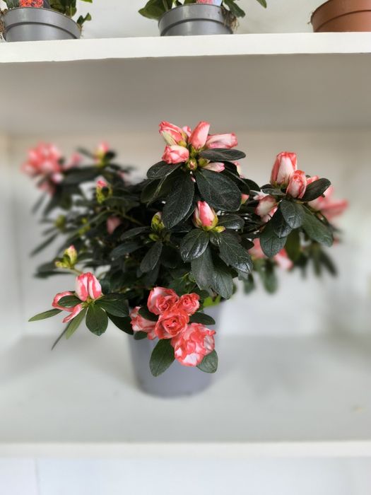 Комнатные растения "Азалия"