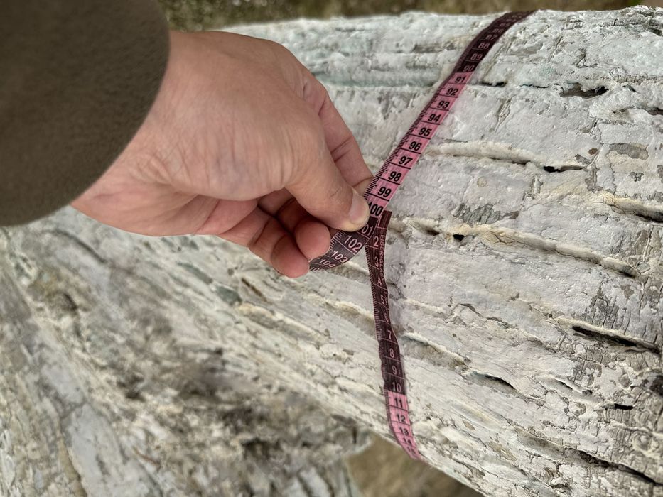 Yongʻoq daraxti sotaman