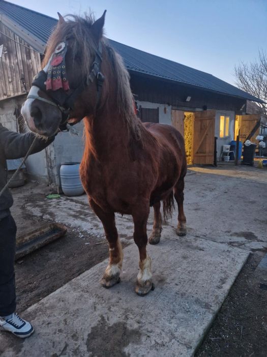 Vând cal castrat de 7 ani