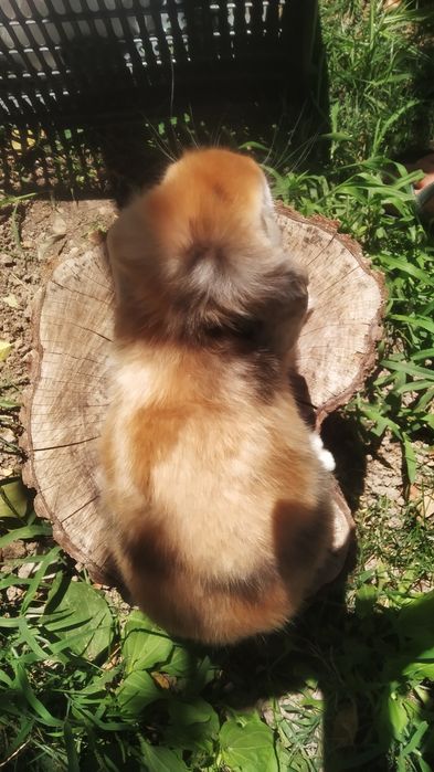 Karlik baran satin zoti