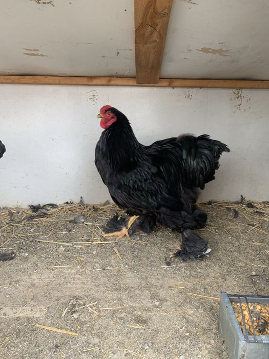 Vand cocosi brahma pe negru si splash si 1 wiandott si unu portelan