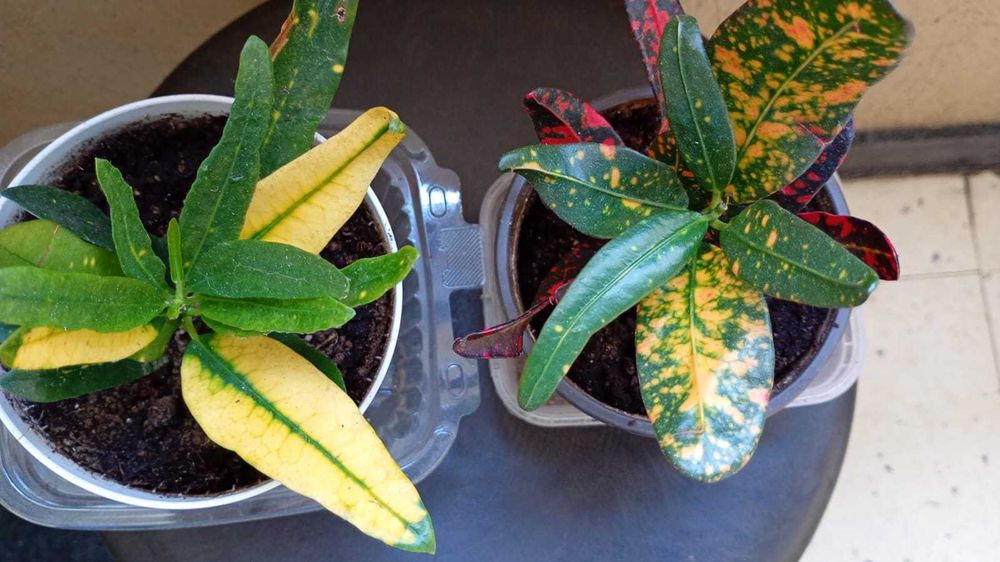 Цвете - стайно -