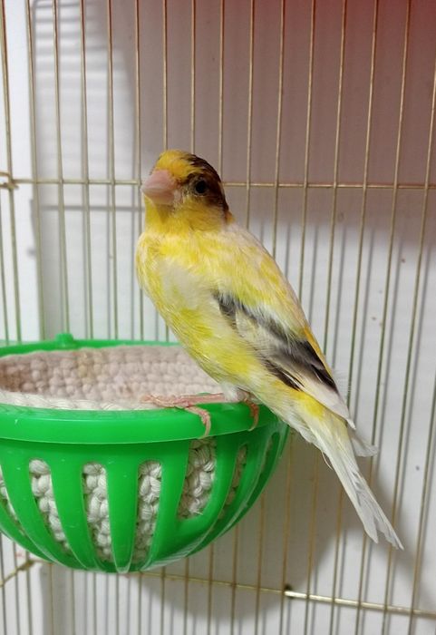 Kanareka saru avle moda sotladi