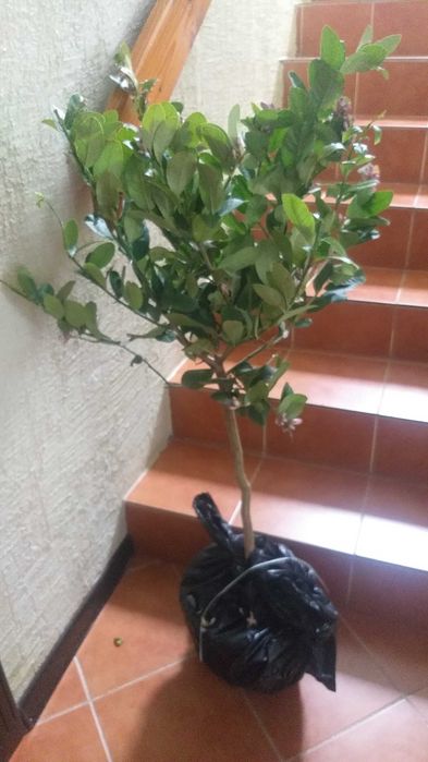 Лимон цветущий и с плодами