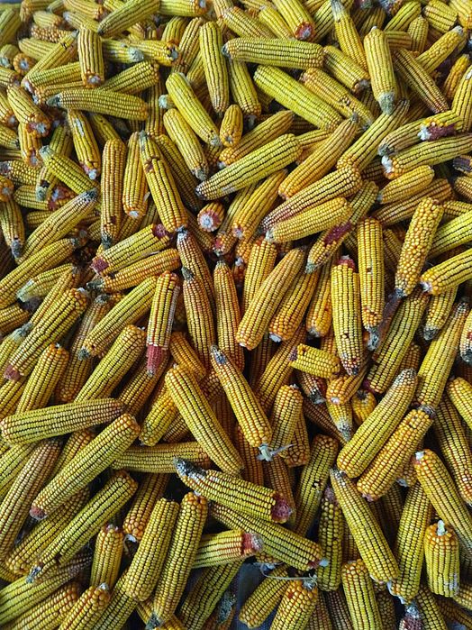 Vând porumb știuleți