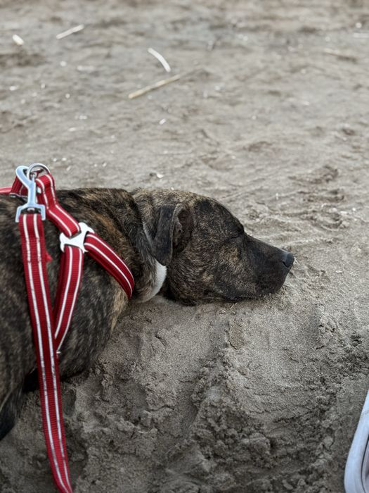 Питбуль вязка девочка