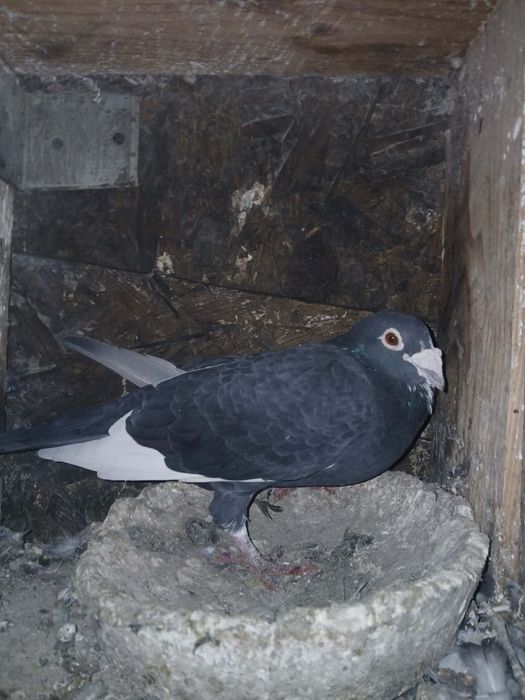 Vand porumbei diferite rase