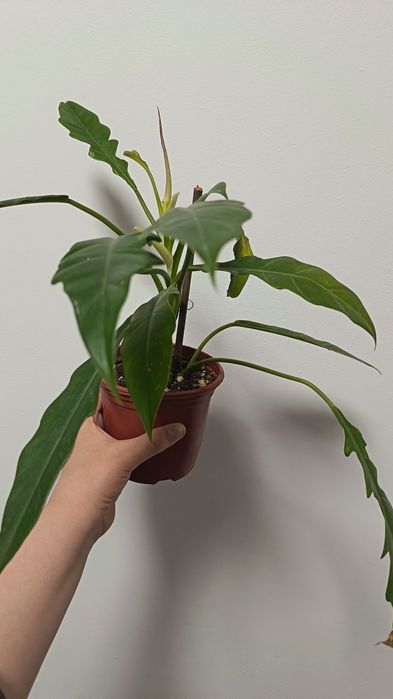 филодендрон джангл буги