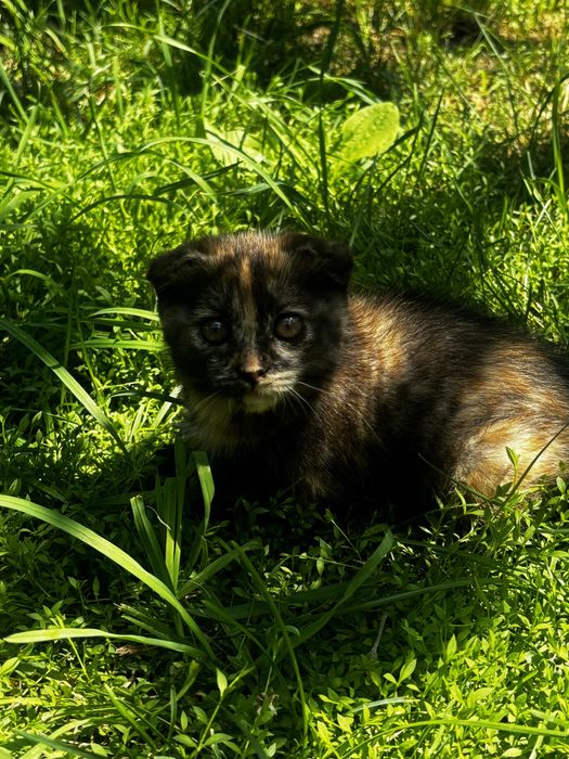 Отдам вислоухого котенка (девочка) в добрые руки