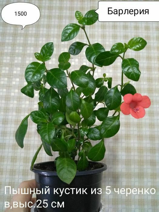 Продам комнатные цветы