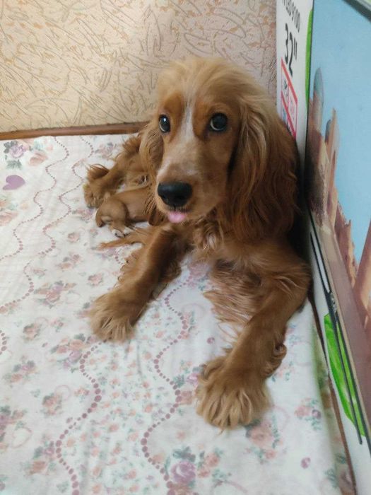 Продаются щенки английского спаниеля