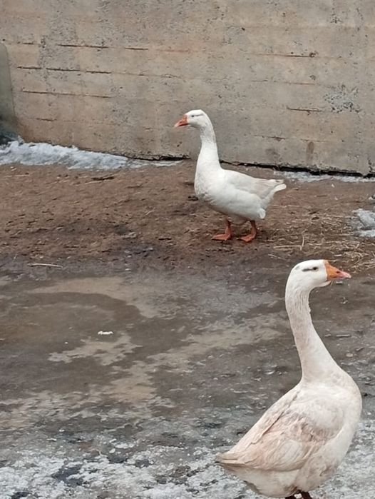 Продам гусей село долгое