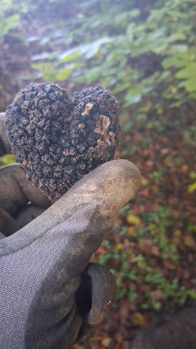 Trufe proaspete de sezon