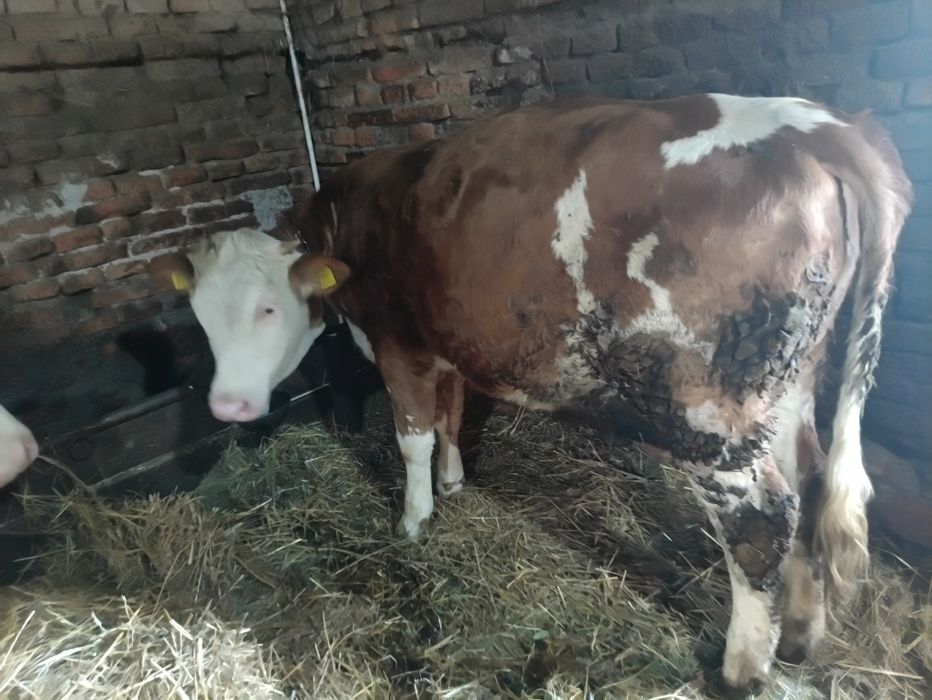 Vând jurinca de 10 luni