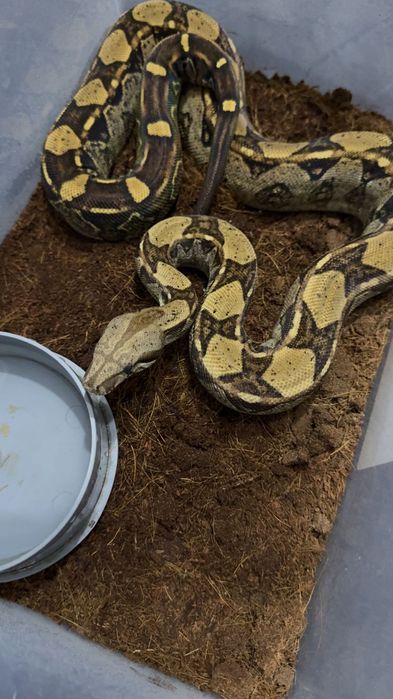 Femela boa constrictor