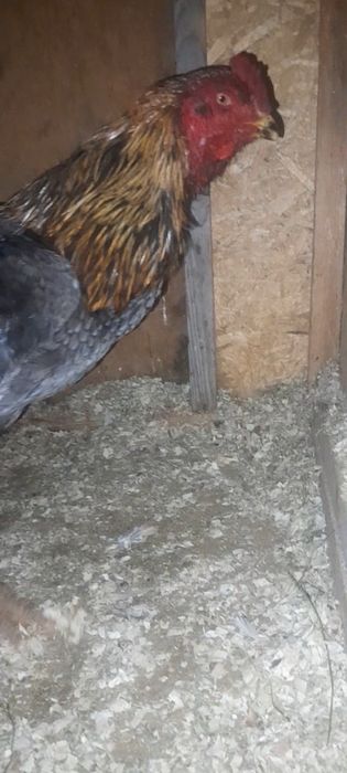 Дакан мошный зат шөже қораз