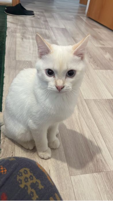 Кошка кошка кошка кошка кошка