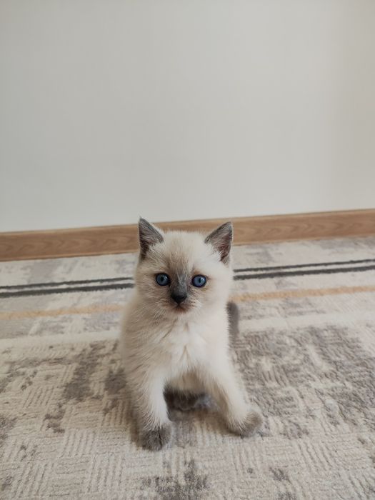 Шотландский котёнок.