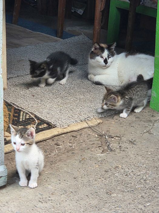Ofer spre adoptie pui de pisică