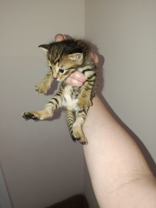 Котят нам подкинули отдали в добрые руки или в приют