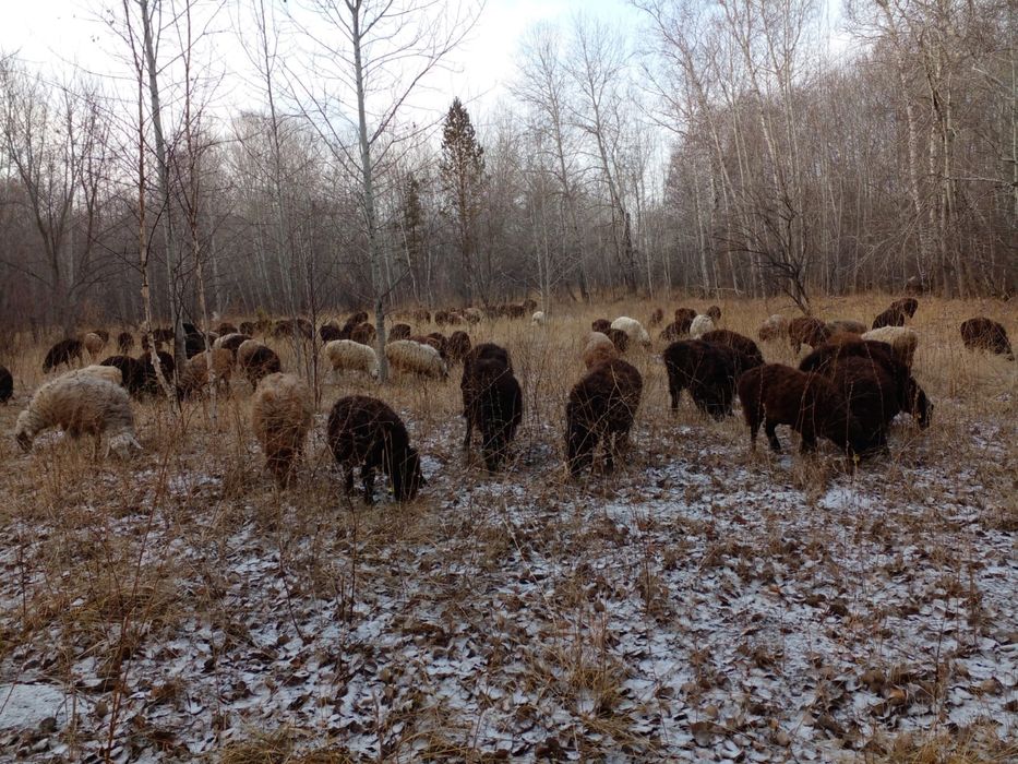 Кой, Баран,Токты,Баглан