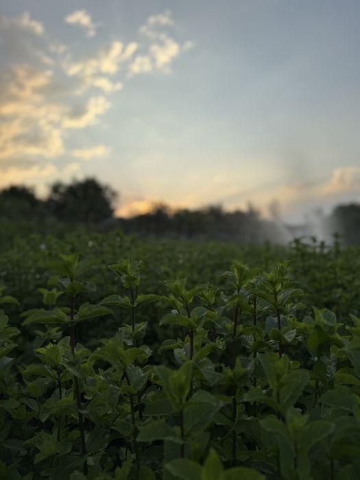MENTA SOI OLANDEZ FRESH! In curs de certificare bio