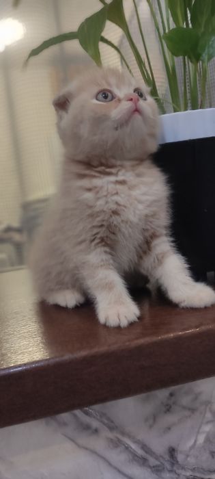 Продам котят скотиш фолд