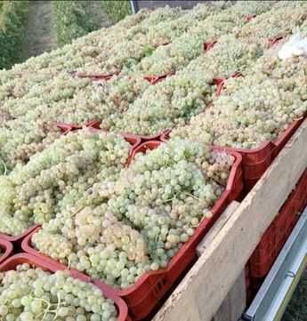 Vând Struguri De vin