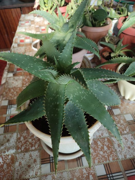 Лечебное каланхоэ и алоэ. Доставка