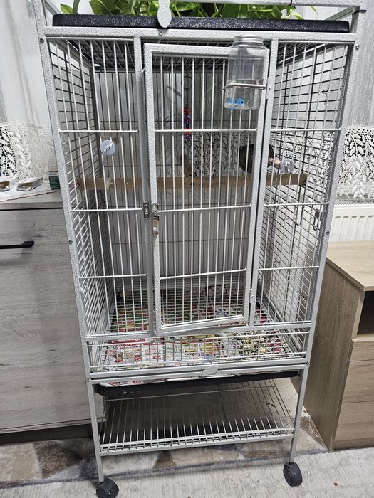 Vind papagal Marele Alexander +voliera cu accesorii