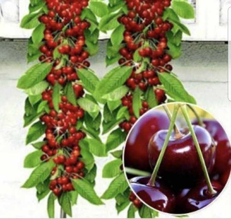 Pomisori columnari 2/3/4 ani