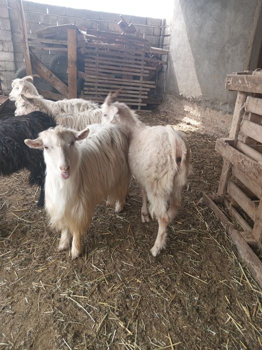 Ешкілер сатылады.