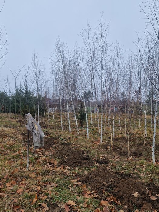 Puieti mesteacan tei platan