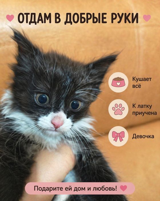 Котята отдам в добрые руки