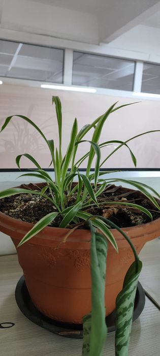 Продам цветы не дорого