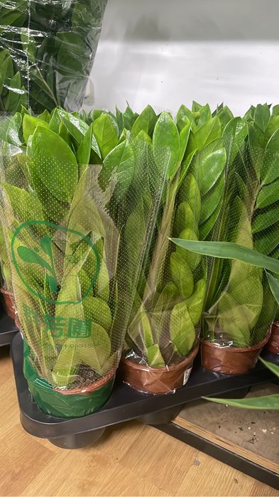 Долларовое дерево 50-55 см