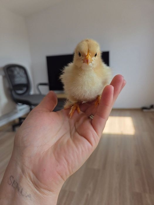 Pui de găină diverse rase,amestecate